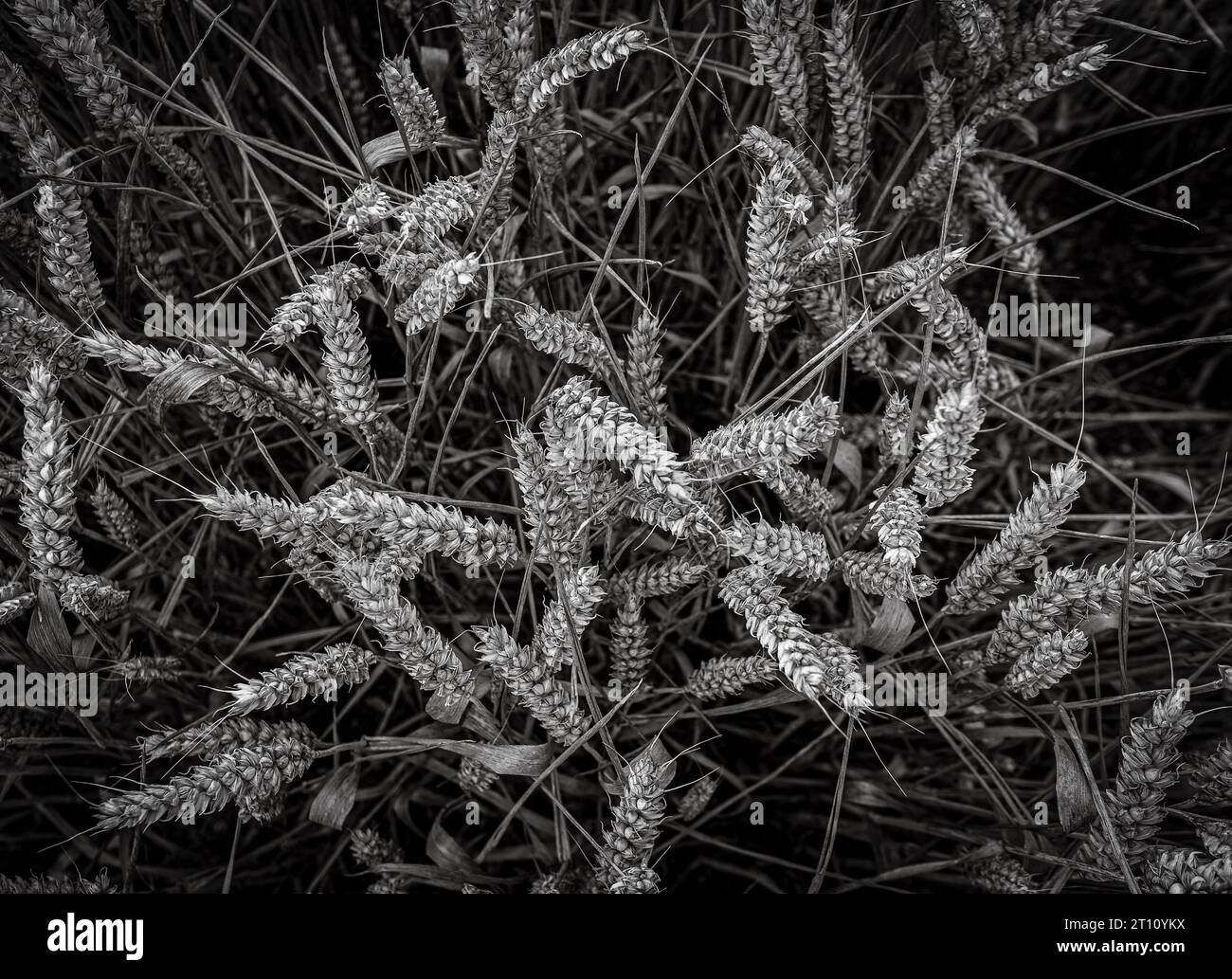orecchie di grano, bianco e nero. Foto Stock