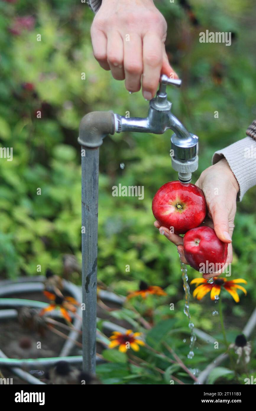 Mani femminili che lavano due mele rosse sotto il getto d'acqua che scorre dal rubinetto in giardino. La donna sta chiudendo il rubinetto. Messa a fuoco selettiva. Sfocatura Foto Stock