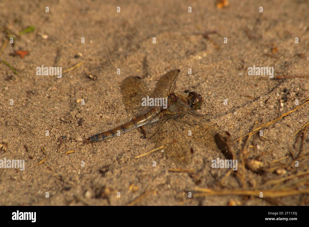 Libellula marrone su terreno ghiaioso Foto Stock