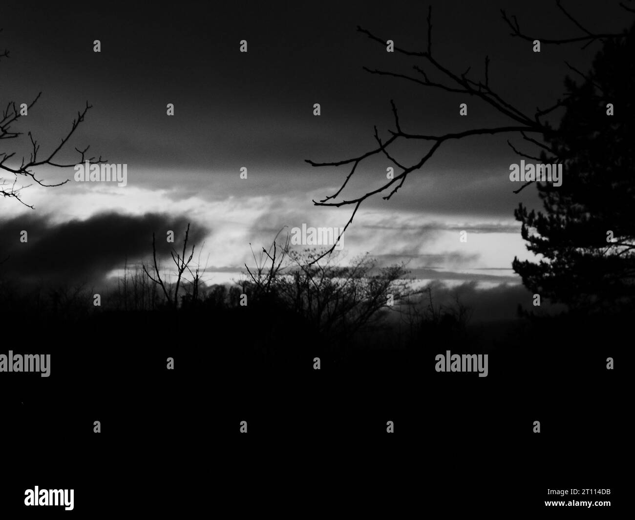 tramonto sulla foresta Foto Stock