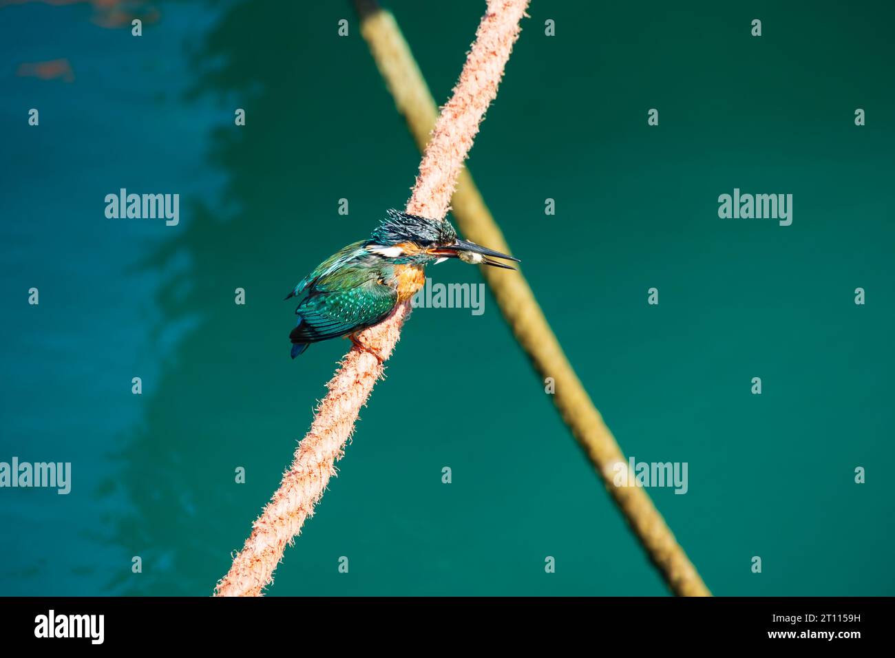 Il Kingfisher europeo comune, Alcedo Atthis, seduto su corde d'ormeggio con piccoli pesci nel becco. Zygi Harbour, Cipro Foto Stock