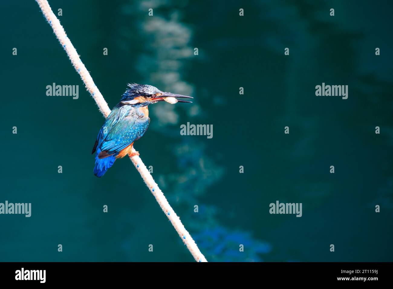 Il Kingfisher europeo comune, Alcedo Atthis, seduto su corde d'ormeggio con piccoli pesci nel becco. Zygi Harbour, Cipro Foto Stock
