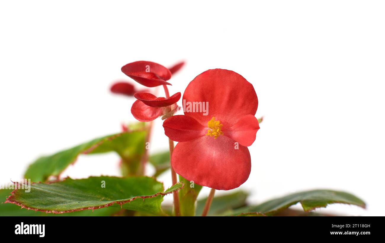 primo piano di begonia di cera rossa o begonia da letto, popolare e attraente pianta fiorita con fiori rossi vivaci con foglie verdi lucide isolate Foto Stock