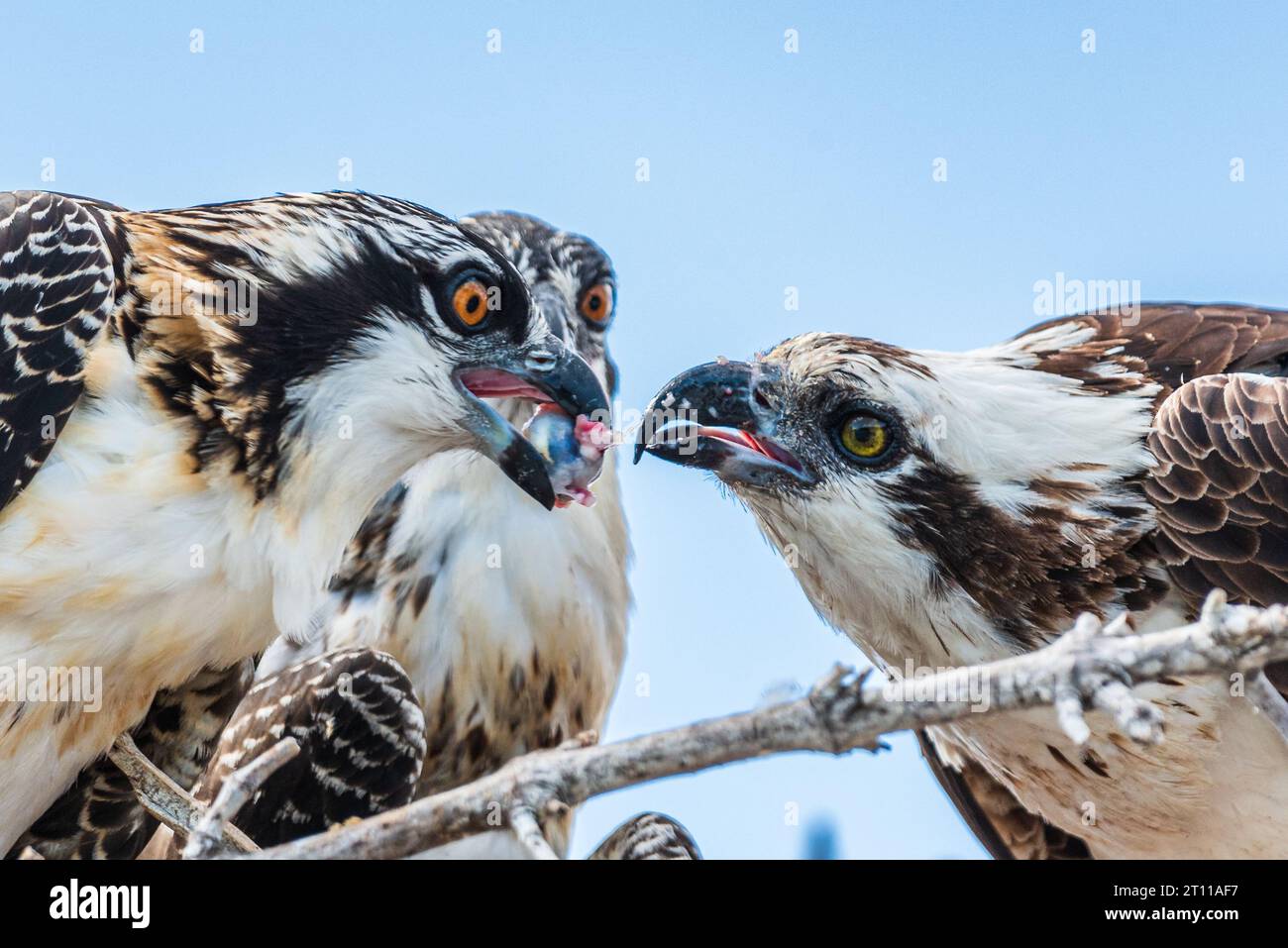 Una famiglia di falchi pescatori che condivide l'occhio di un pesce appena pescato. Sono in alto in un nido con il cielo blu sullo sfondo Foto Stock