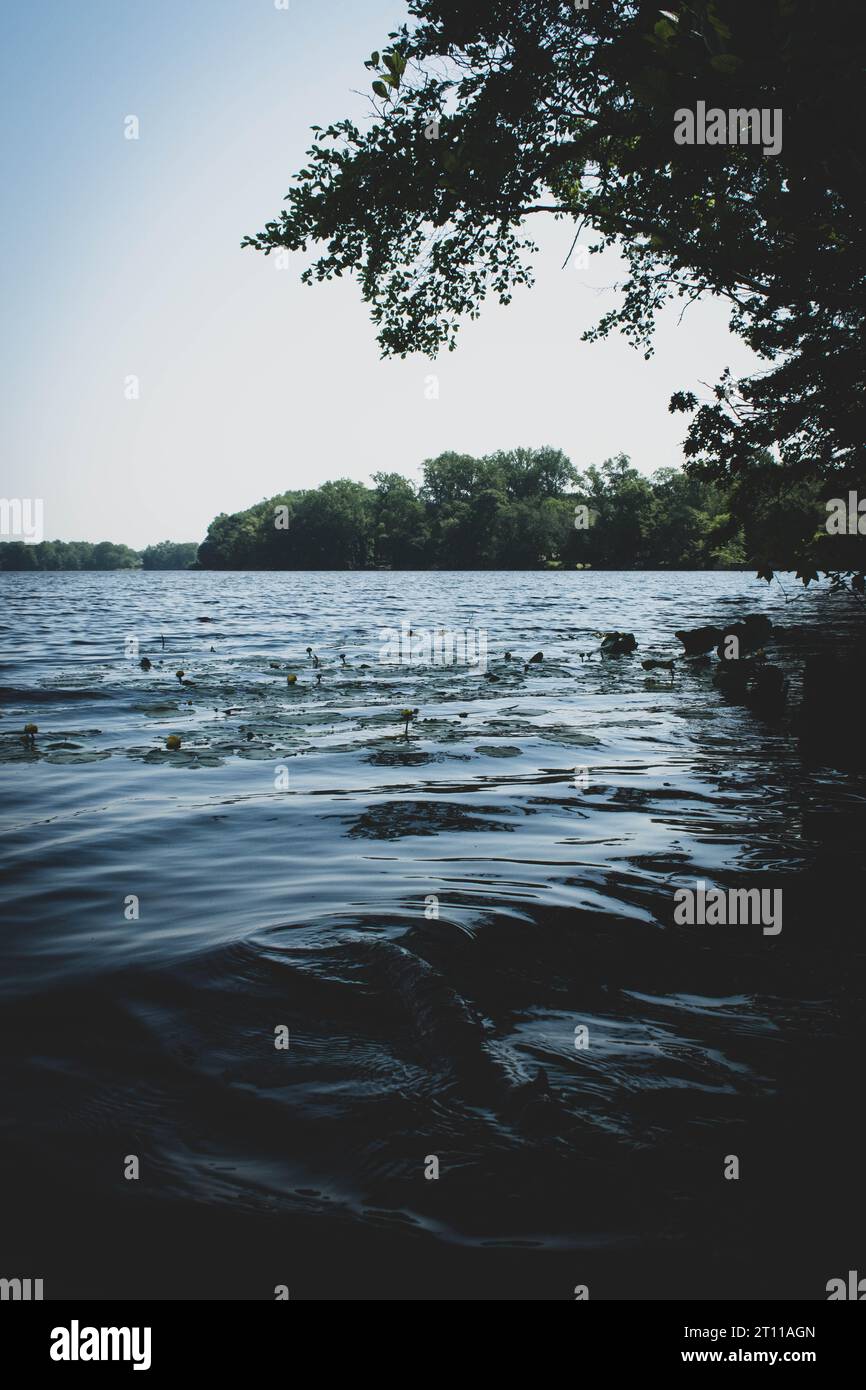 angolo inferiore dell'acqua. Osservando l'acqua che scorre, spingendo i Lillys su e giù. Foto Stock