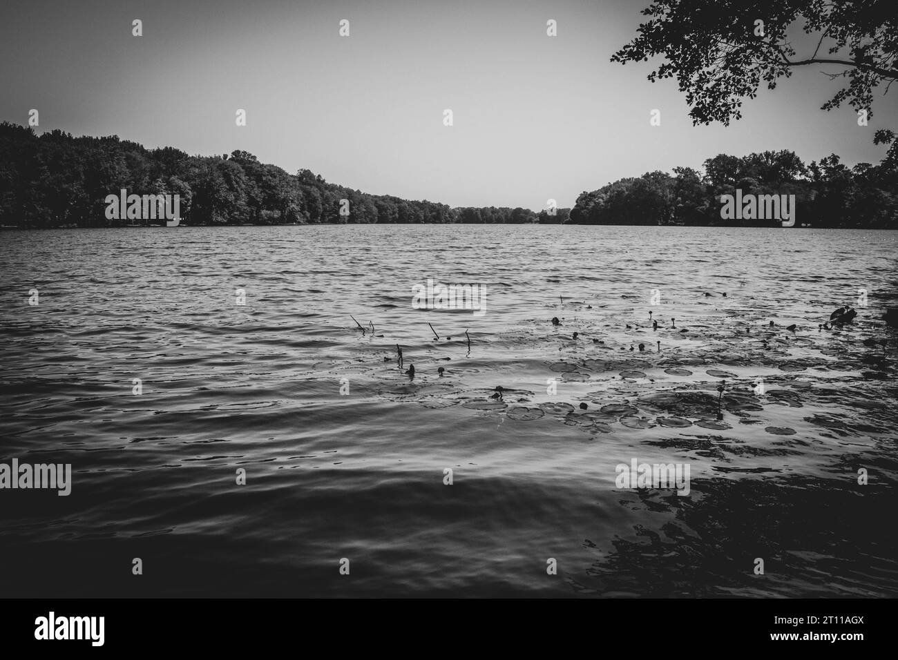 foto in bianco e nero di una splendida vista sul lago. mostra le piccole onde che arrivano dal vento e dalla linea degli alberi. Foto Stock