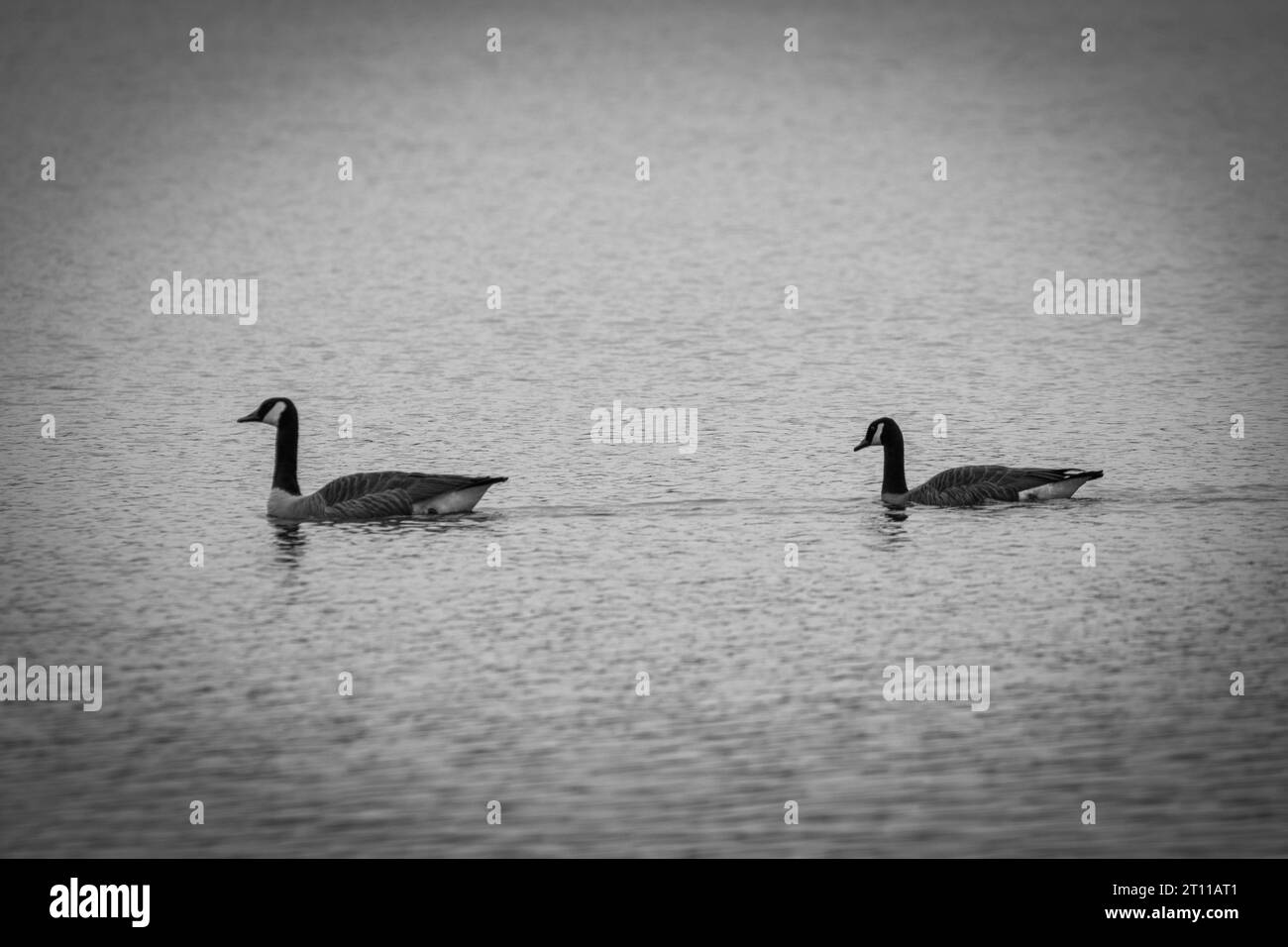 due oche che nuotano lungo il lago Foto Stock