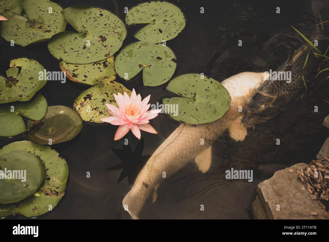 Pesci Koi bianchi e neri che nuotano uno accanto all'altro in uno stagno con un bellissimo fiore di giglio e coppette di giglio. Foto Stock
