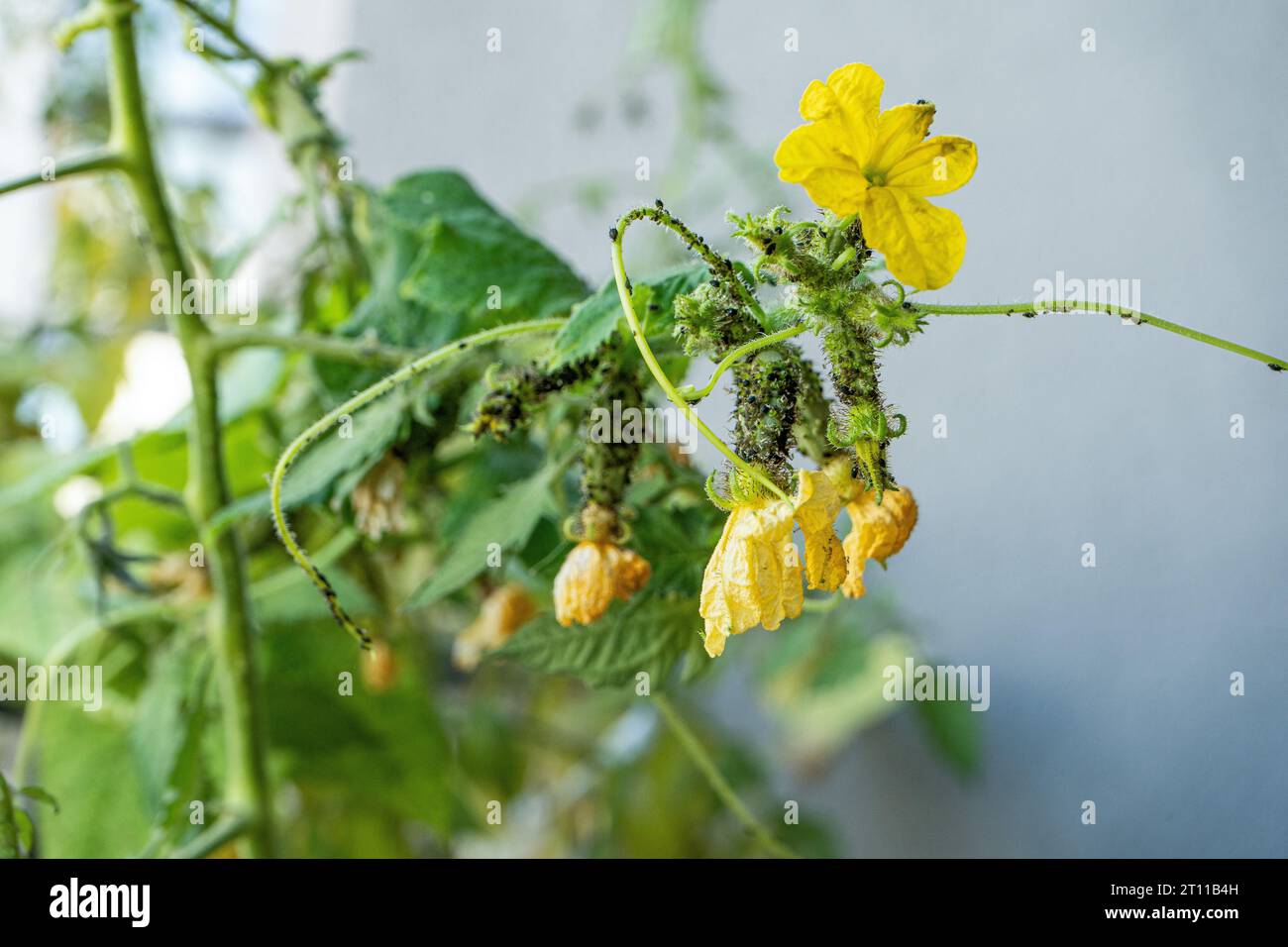 Afidi neri sui cetrioli. Un insetto nocivo sulla pianta del giardino. Cetriolo e afido. Infezione sulla serra delle piante verdi. Foto Stock