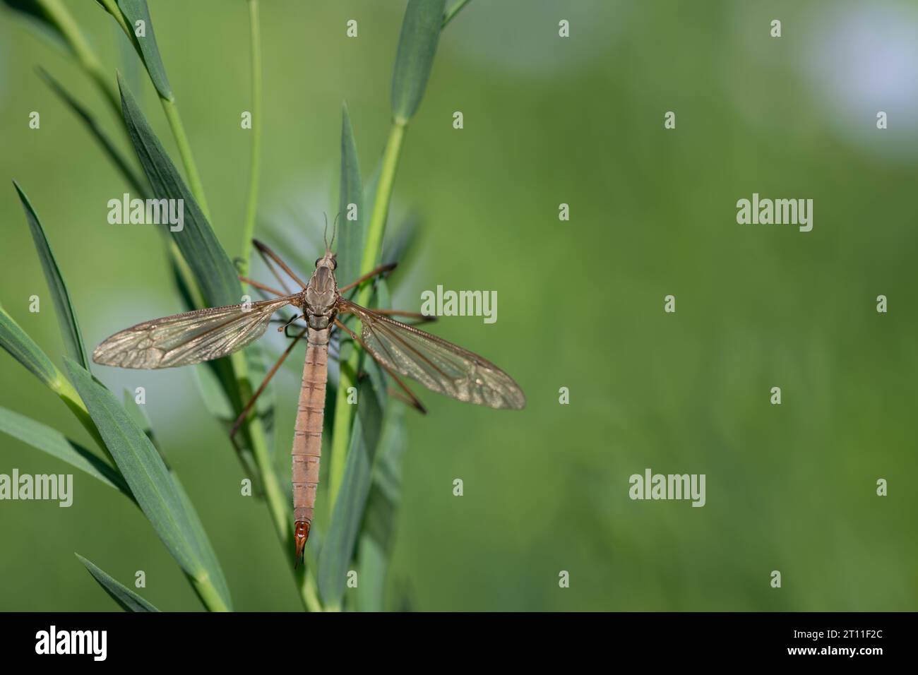 Primo piano di una gru (Tipulidae) arroccata sul bordo laterale di un prato. L'insetto è appeso ad alcune lame d'erba. C'è molto spazio per il testo Foto Stock
