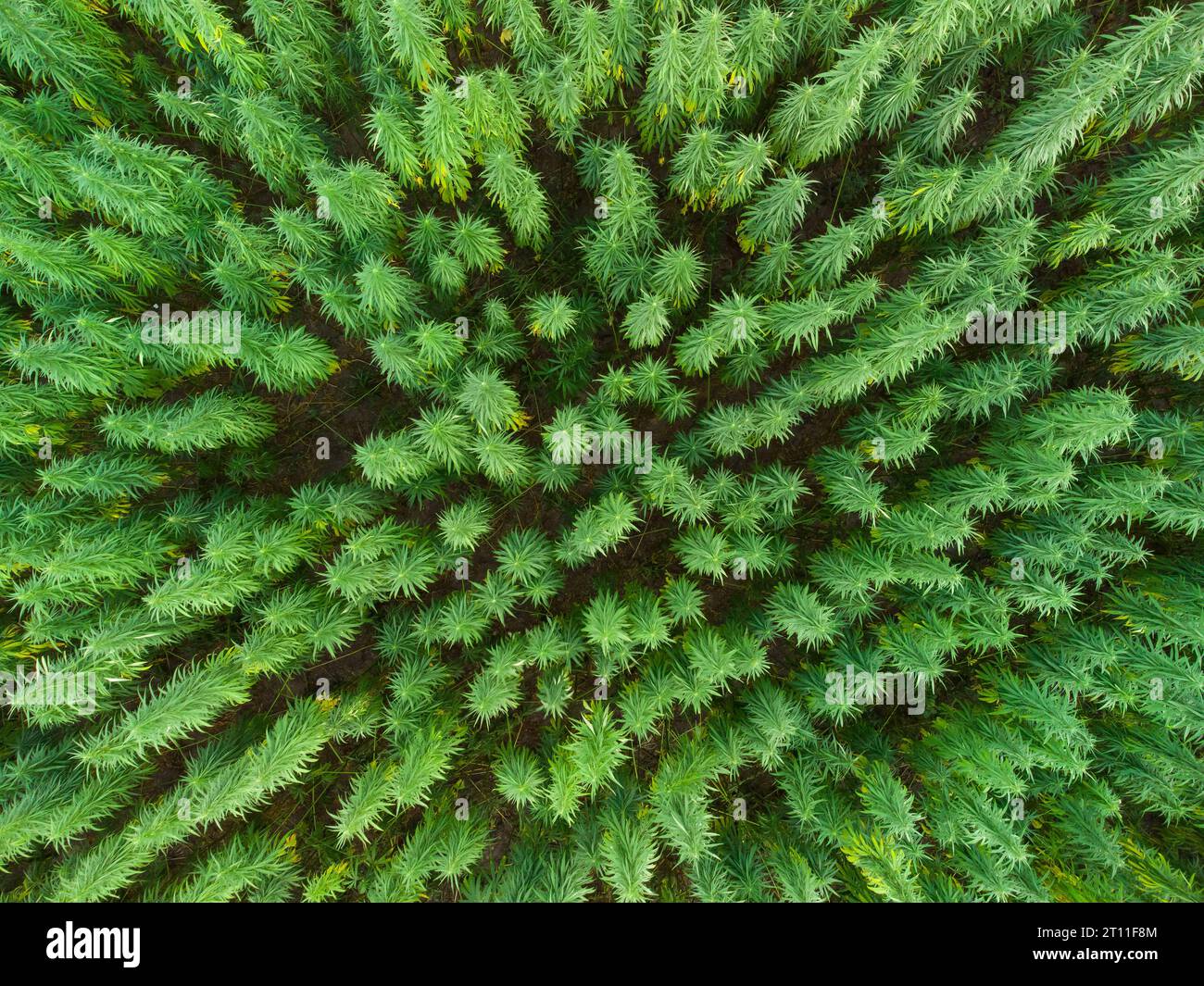 vista aerea dei grandi campi di cannabis medica al tramonto Foto Stock