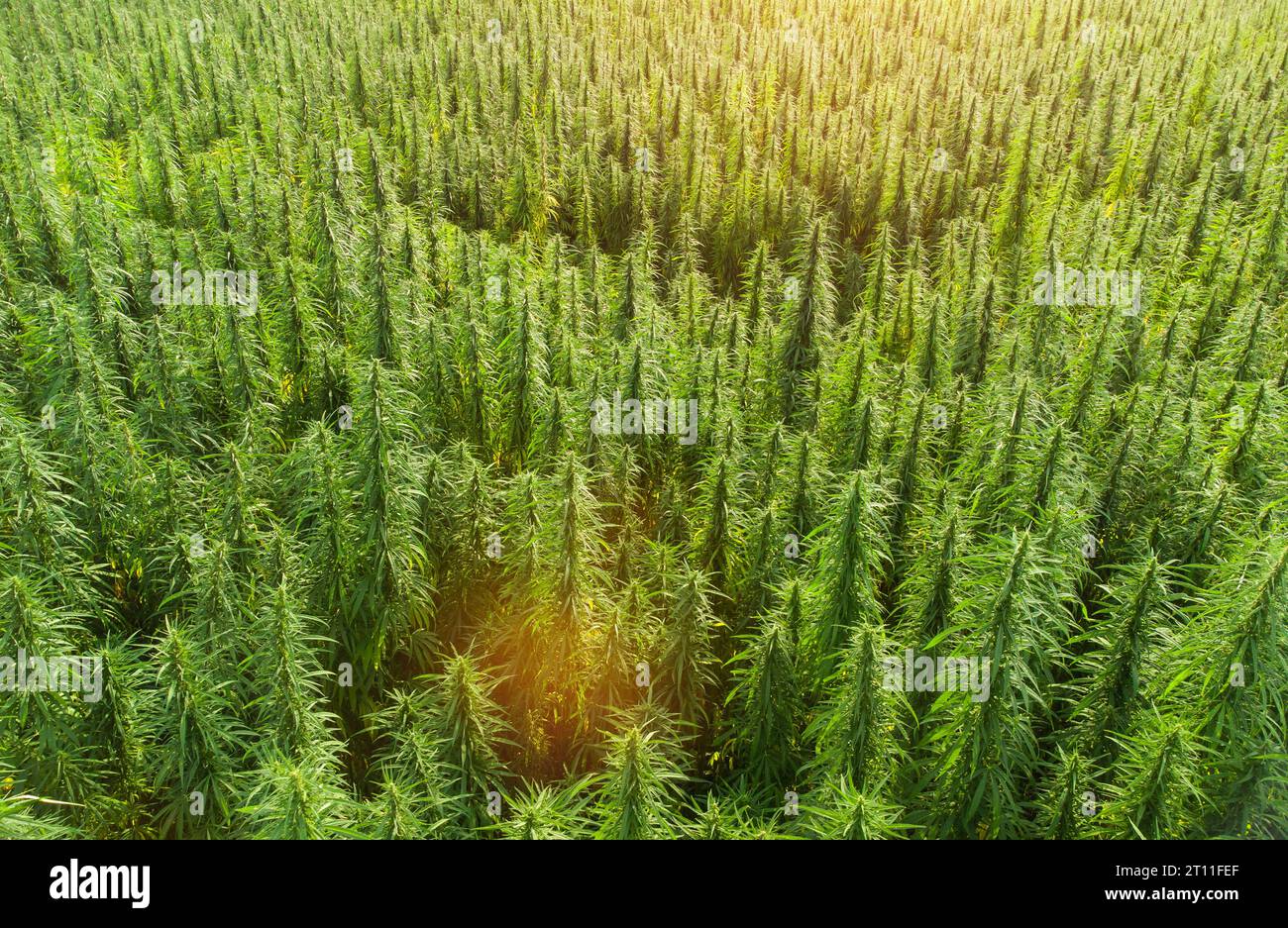 vista aerea dei grandi campi di cannabis medica al tramonto Foto Stock