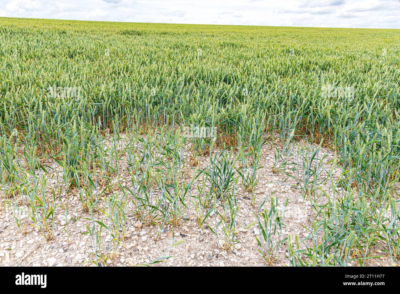 Frumento a giugno che cresce sul terreno poco profondo del calco selcioso di Mere Down, Mere, Wiltshire, Inghilterra Regno Unito Foto Stock