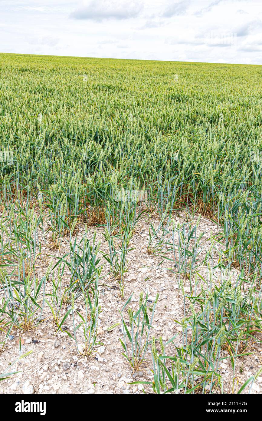 Frumento a giugno che cresce sul terreno poco profondo del calco selcioso di Mere Down, Mere, Wiltshire, Inghilterra Regno Unito Foto Stock