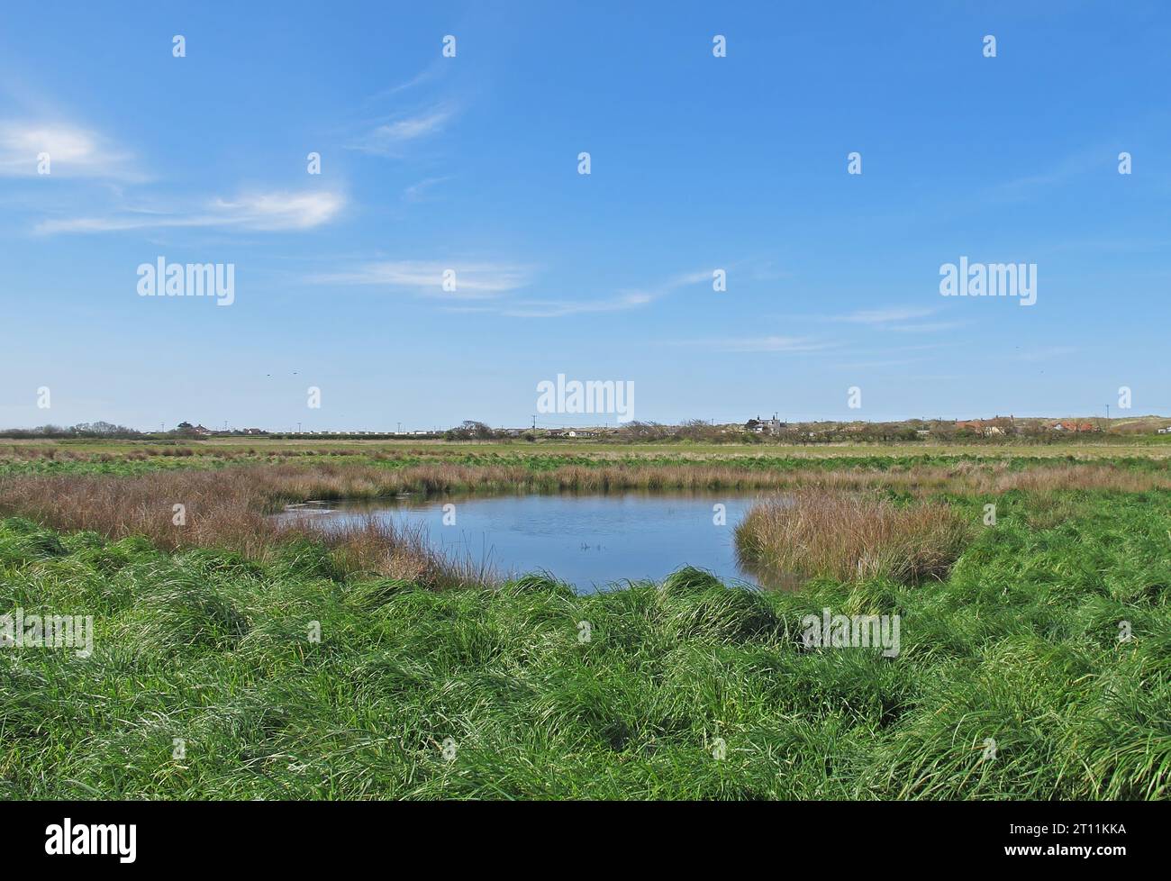 Piscina circondata dalla Soft Rush e dalla palude di erba di rango Hempstead, Norfolk, Regno Unito. Maggio Foto Stock