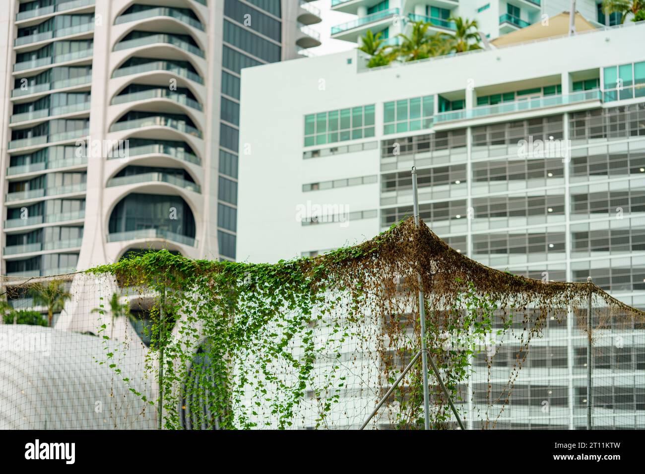 Viti naturali che riprendono la città della giungla urbana in cemento Foto Stock