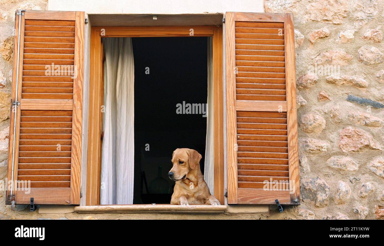 Un Labrador Retriever color miele si trova sulla strada sottostante, con persiane color pino costruite in un vecchio muro di pietra. Fornalutx, Mallorca, Spagna Foto Stock