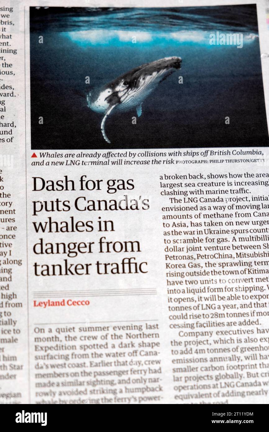 "Dash for gas mette le balene canadesi in pericolo dal traffico delle petroliere" titolo del quotidiano Guardian 7 ottobre 2023 Londra Regno Unito Foto Stock