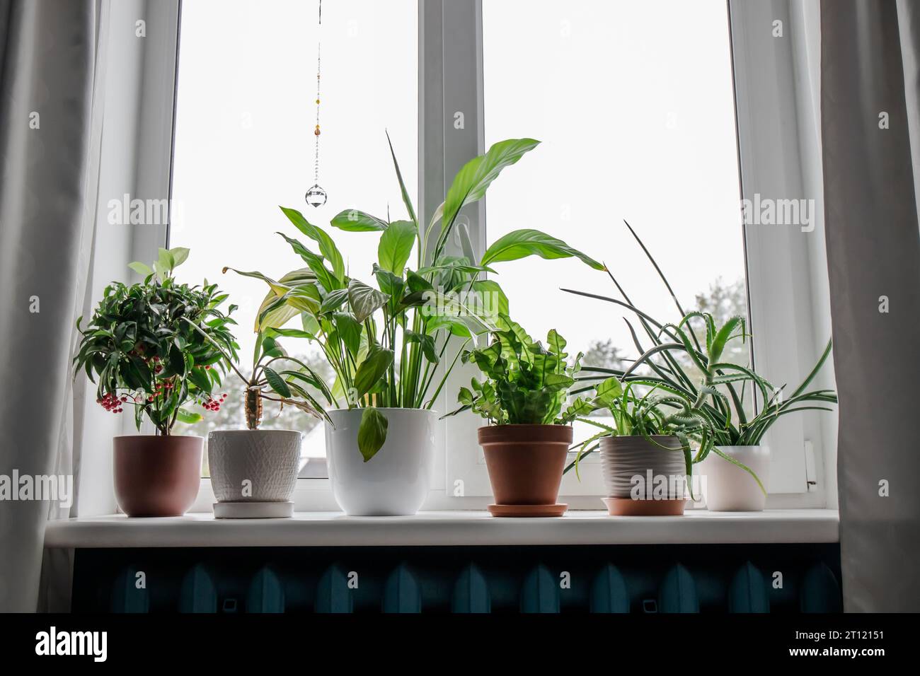 Molte piante di casa diverse che crescono sul davanzale. Da sinistra: Ardisia crenata, Euphorbia leuconeura, Spathiphyllum, Asplenium nidus, Aloe vera. Foto Stock