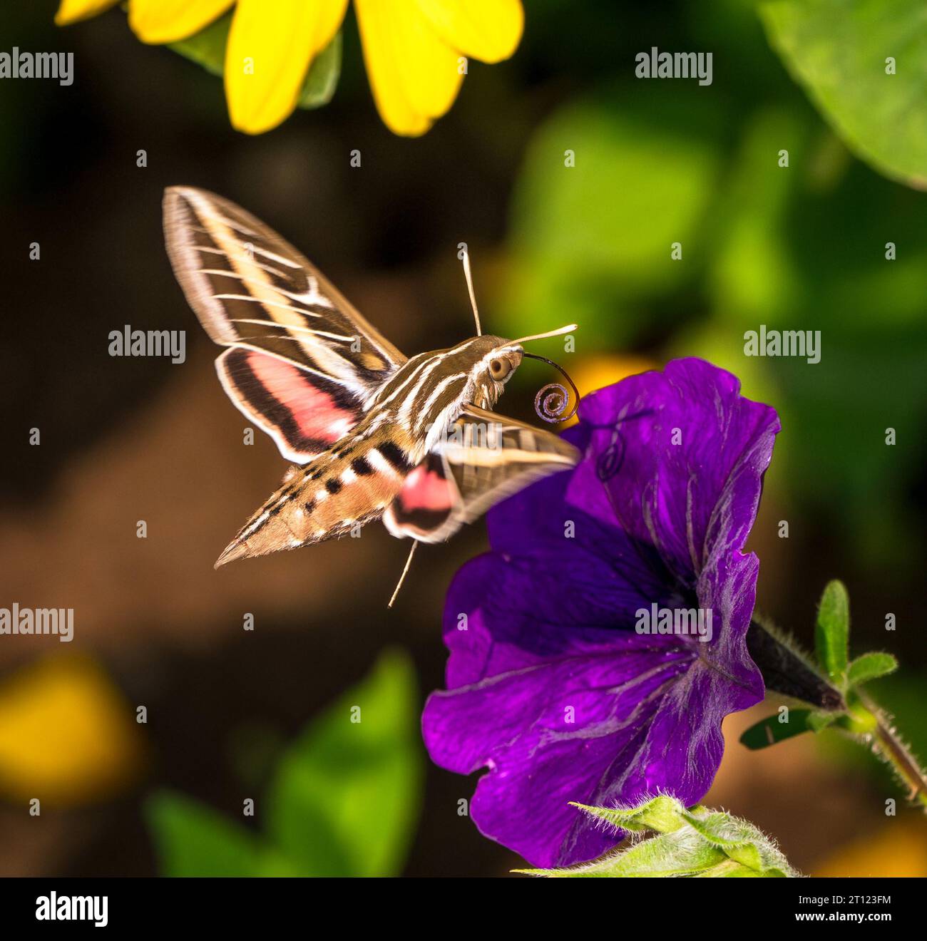Una Sfinge Moth in un colorato giardino che si solleva da una Petunia viola con una lingua arricciata. Vista ravvicinata. Foto Stock