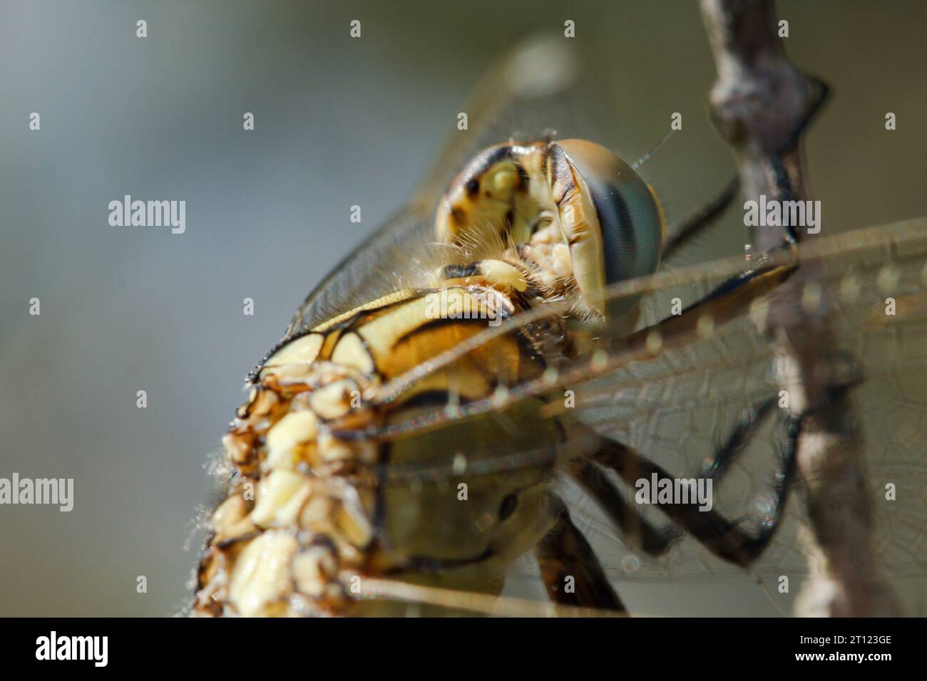 Macrofotografia della libellula gialla nella laguna di Gaianes, Spagna Foto Stock