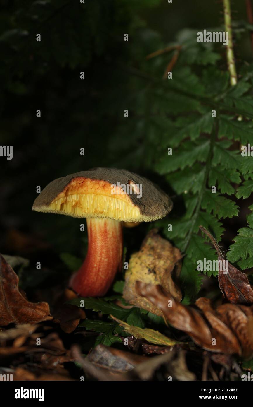 Fungo Bolete rosso cracking (Boletus chrysenteron) con morso Foto Stock