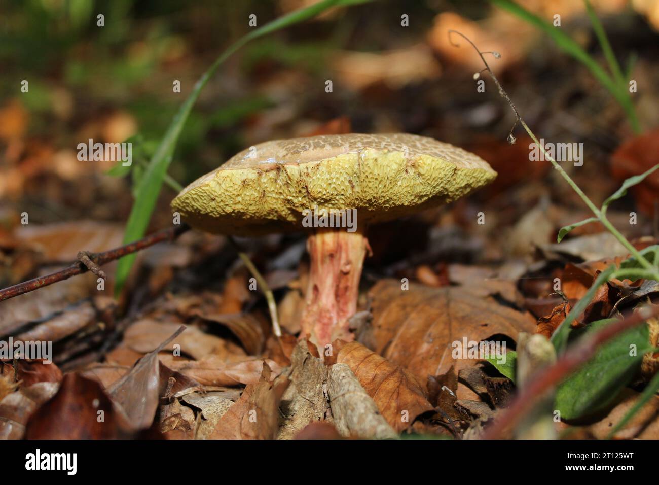 Funghi Bolete rossi (Xerocomellus chrysenteron) nei boschi britannici Foto Stock
