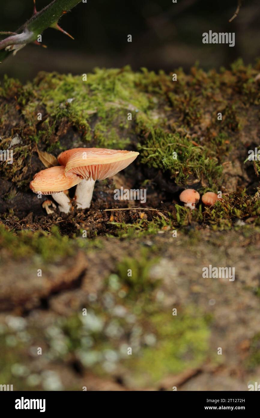 Fungo di pesca rugoso (Rhodotus palmatus) su Moss nel bosco britannico Foto Stock