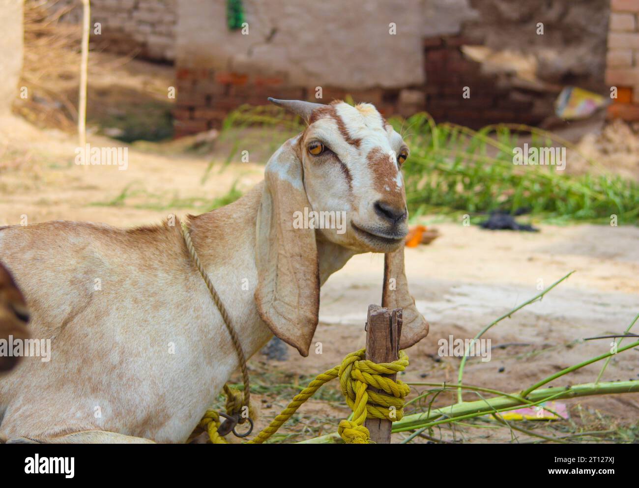 Primo piano della capra Barbari che mangia erba in fattoria. La capra pascolava in fattoria. Castelli al pascolo. La capra Barbari si riproduce in India e Pakistan. Primo piano del viso Foto Stock