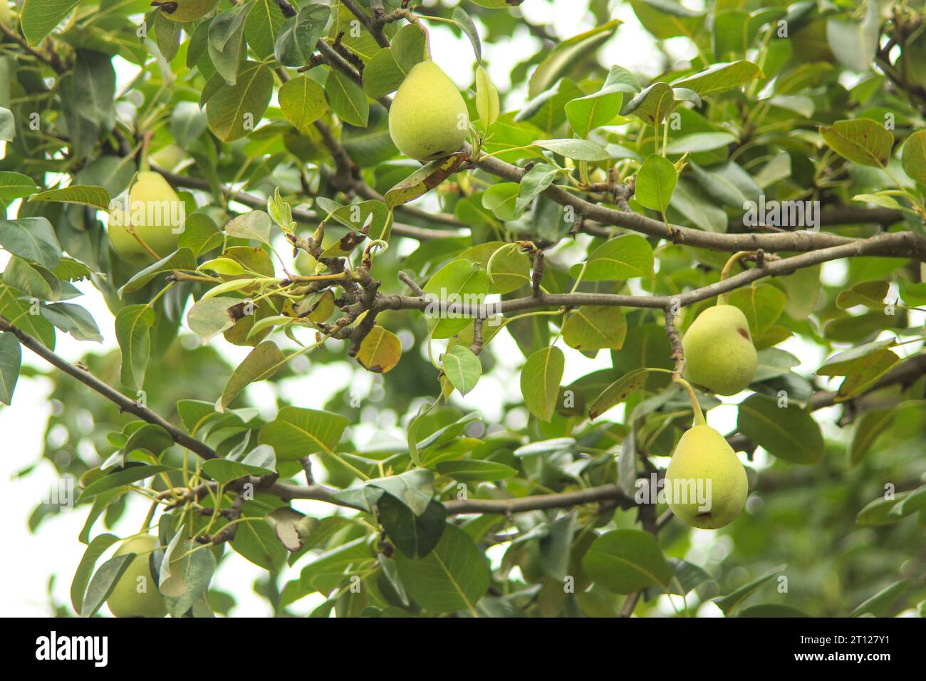 Primo piano di Pere appese all'albero. Pere succose fresche su pere branch.Organic pere in ambiente naturale. Raccolto di pere nel giardino estivo. Foto Stock