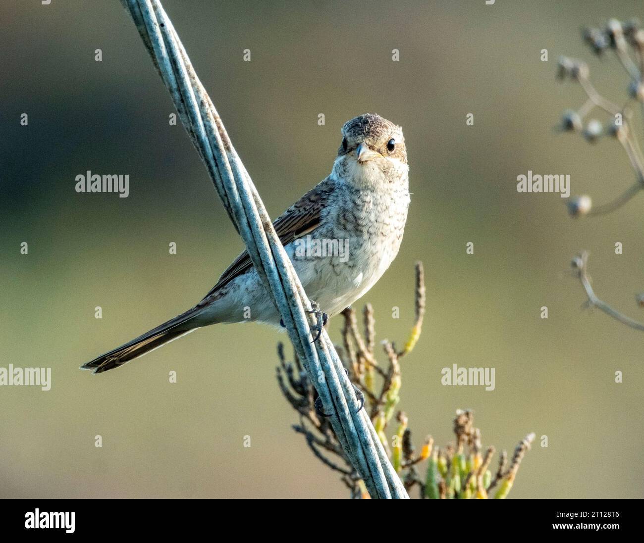 Shrike con schienale rosso giovanile (. Foto Stock