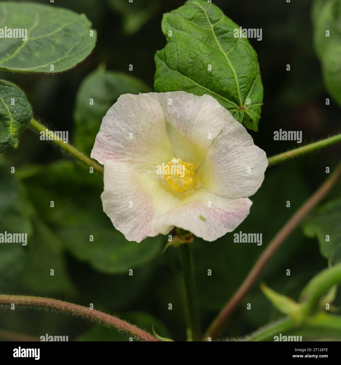 Gossypium Herbaceum da vicino con cialde di semi freschi.boll di cotone appeso alla pianta.con l'attenzione selettiva sul soggetto. Primo piano del fiore di cotone bianco Foto Stock