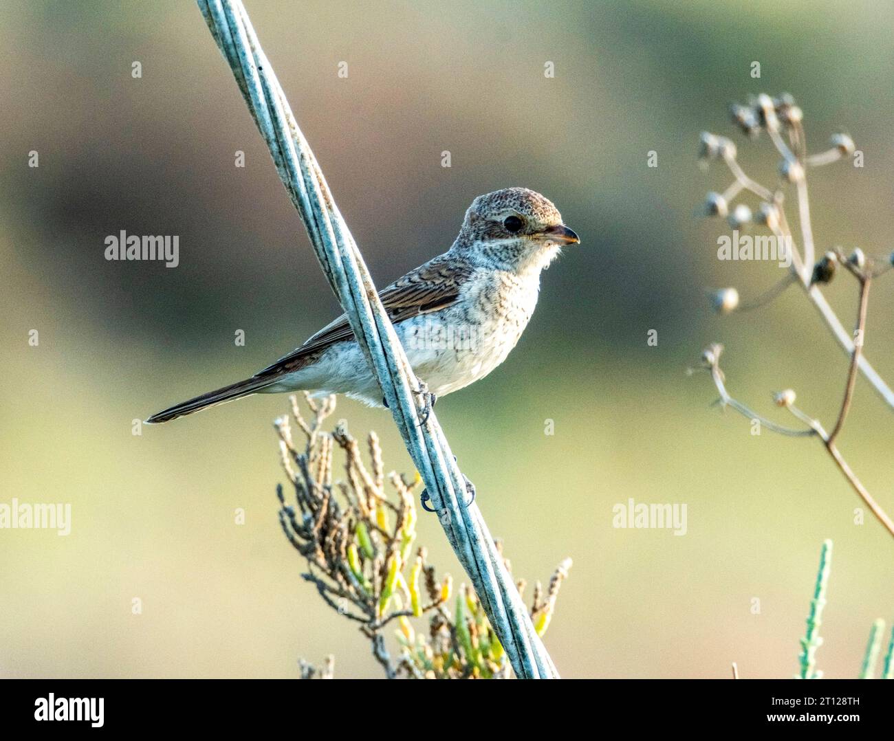 Shrike con schienale rosso giovanile (. Foto Stock