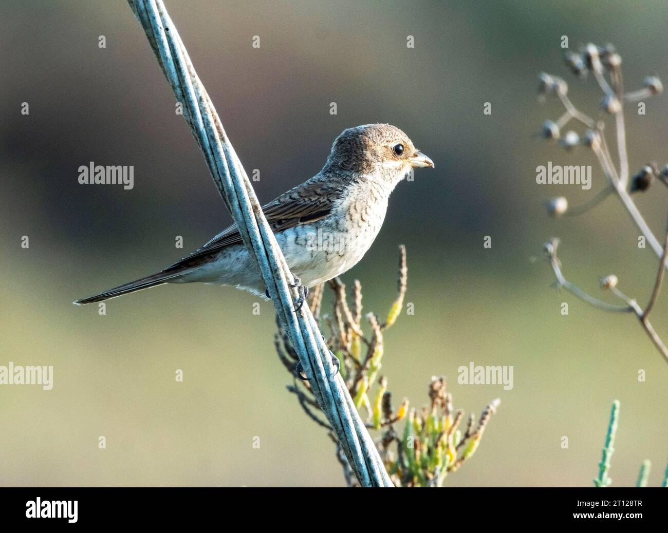 Shrike con schienale rosso giovanile (. Foto Stock