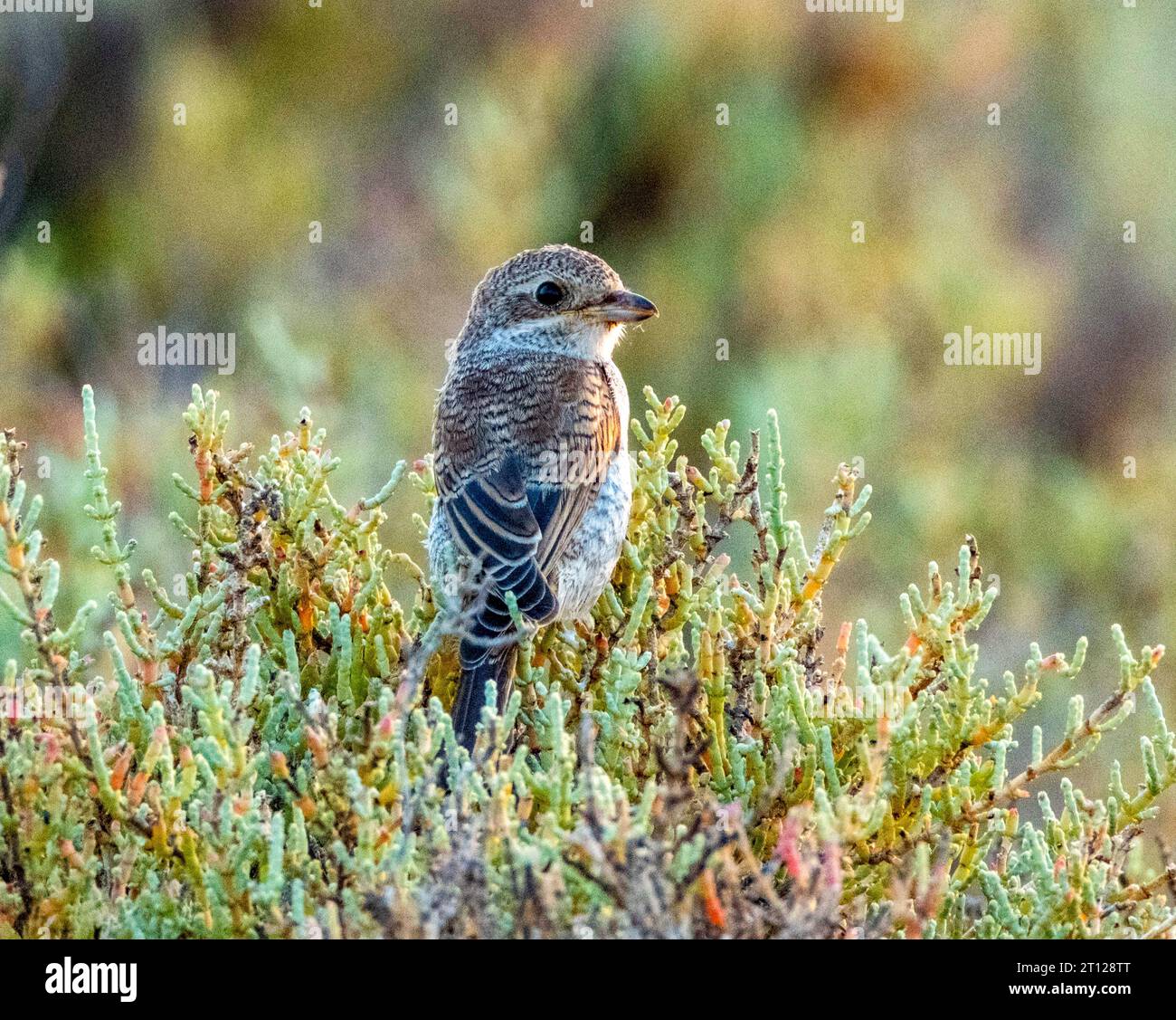 Shrike con schienale rosso giovanile (. Foto Stock
