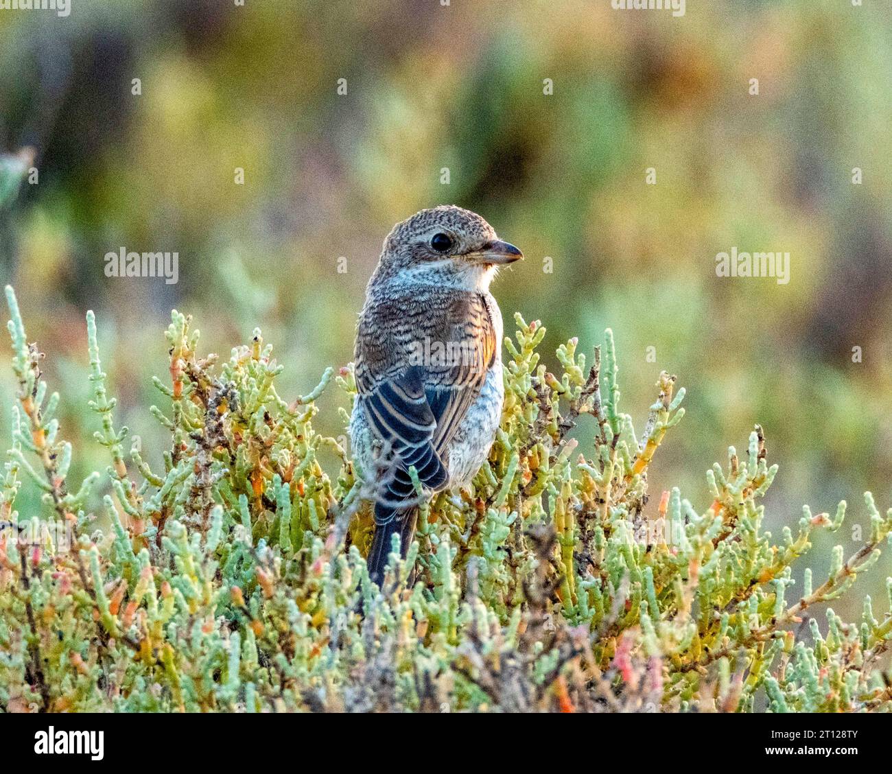 Shrike con schienale rosso giovanile (. Foto Stock