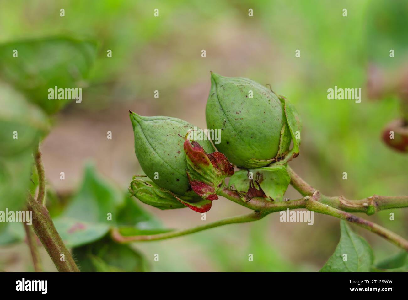 Primo piano del Boll di cotone di colore verde sulla pianta di cotone. boll di cotone verde field.Organic boll. boll di cotone appeso alla pianta. Sfondo naturale. Colore verde boll. Foto Stock