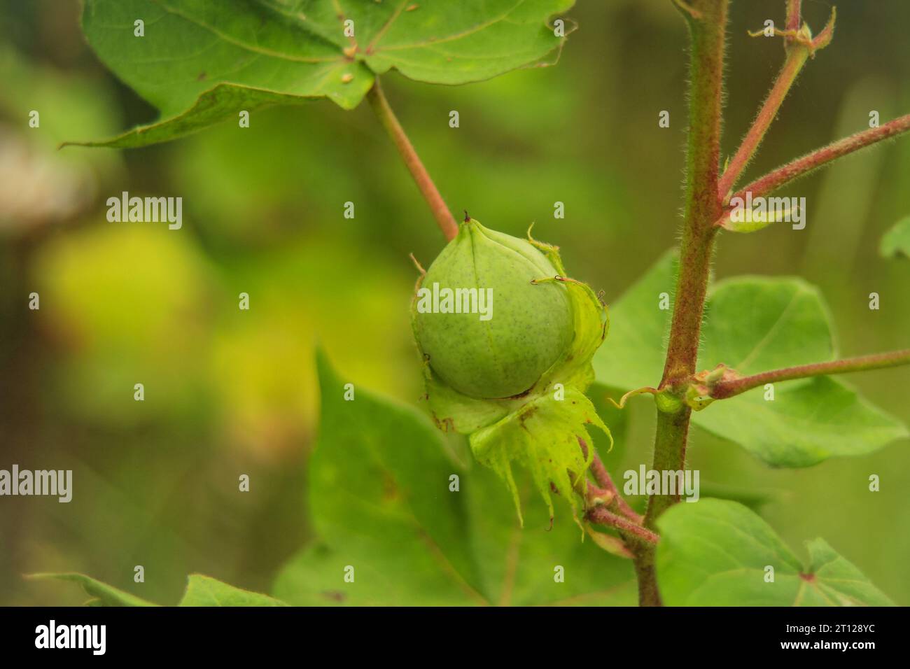 Primo piano del Boll di cotone di colore verde sulla pianta di cotone. boll di cotone verde field.Organic boll. boll di cotone appeso alla pianta. Sfondo naturale. Colore verde boll. Foto Stock