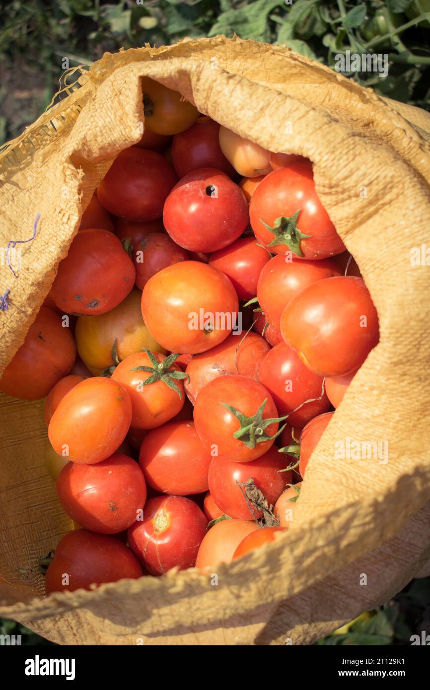Primo piano del mazzo di pomodori rossi a portata di mano. Tomatoe isolato a portata di mano. Mazzo di pomodori a portata di mano. Pomodori rossi maturi a portata di mano. Coltivazione dei pomodori Foto Stock