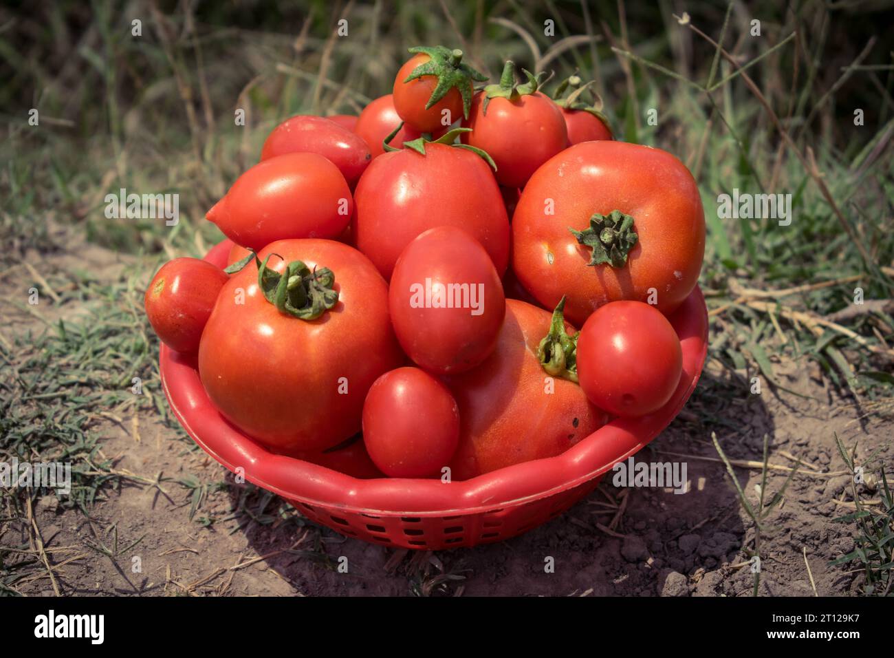 Primo piano del mazzo di pomodori rossi a portata di mano. Tomatoe isolato a portata di mano. Mazzo di pomodori a portata di mano. Pomodori rossi maturi a portata di mano. Coltivazione dei pomodori Foto Stock
