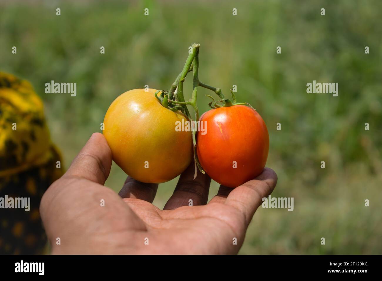 Primo piano del mazzo di pomodori rossi a portata di mano. Tomatoe isolato a portata di mano. Mazzo di pomodori a portata di mano. Pomodori rossi maturi a portata di mano. Coltivazione dei pomodori Foto Stock