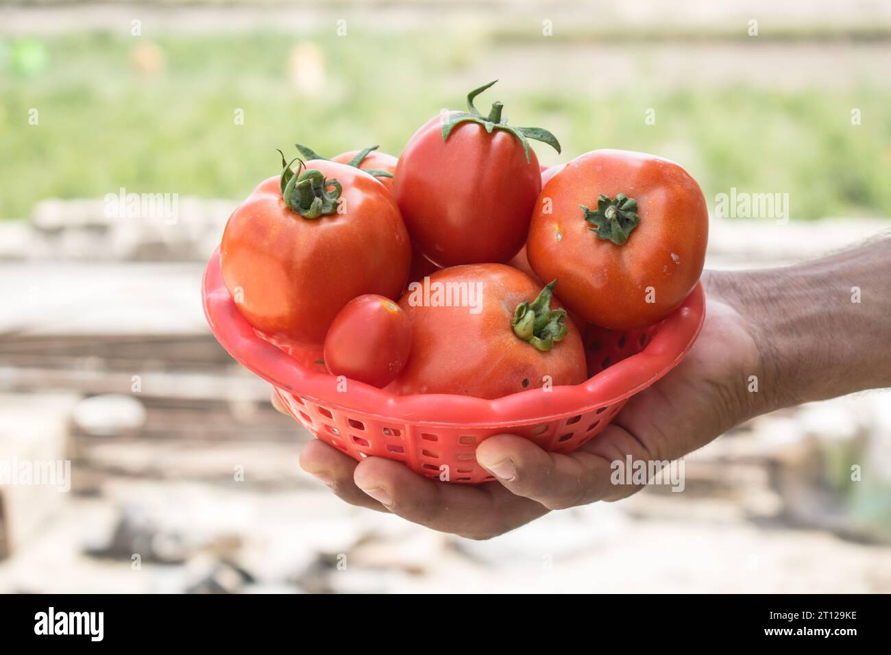 Primo piano del mazzo di pomodori rossi a portata di mano. Tomatoe isolato a portata di mano. Mazzo di pomodori a portata di mano. Pomodori rossi maturi a portata di mano. Coltivazione dei pomodori Foto Stock