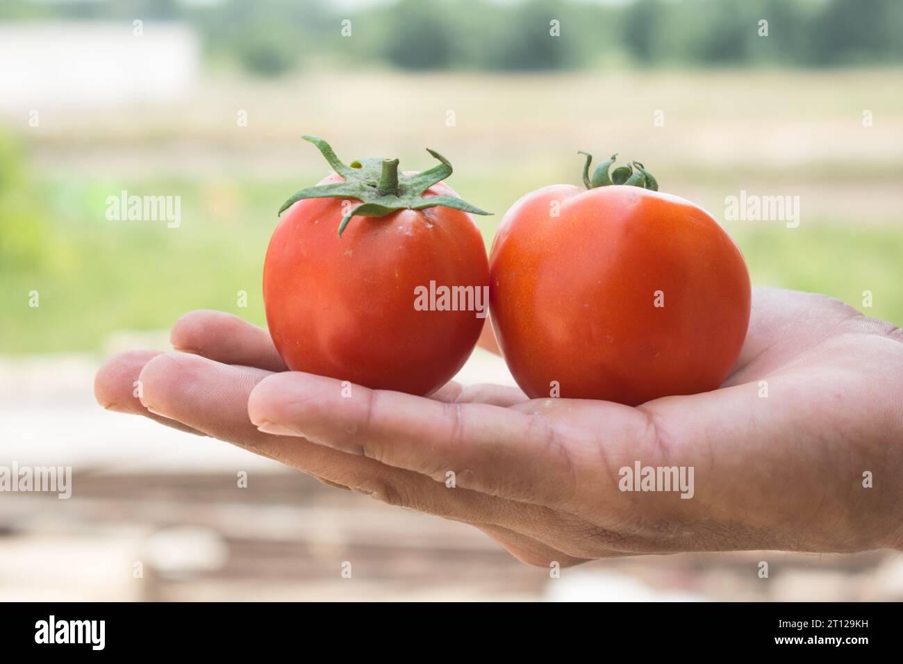 Primo piano del mazzo di pomodori rossi a portata di mano. Tomatoe isolato a portata di mano. Mazzo di pomodori a portata di mano. Pomodori rossi maturi a portata di mano. Coltivazione dei pomodori Foto Stock