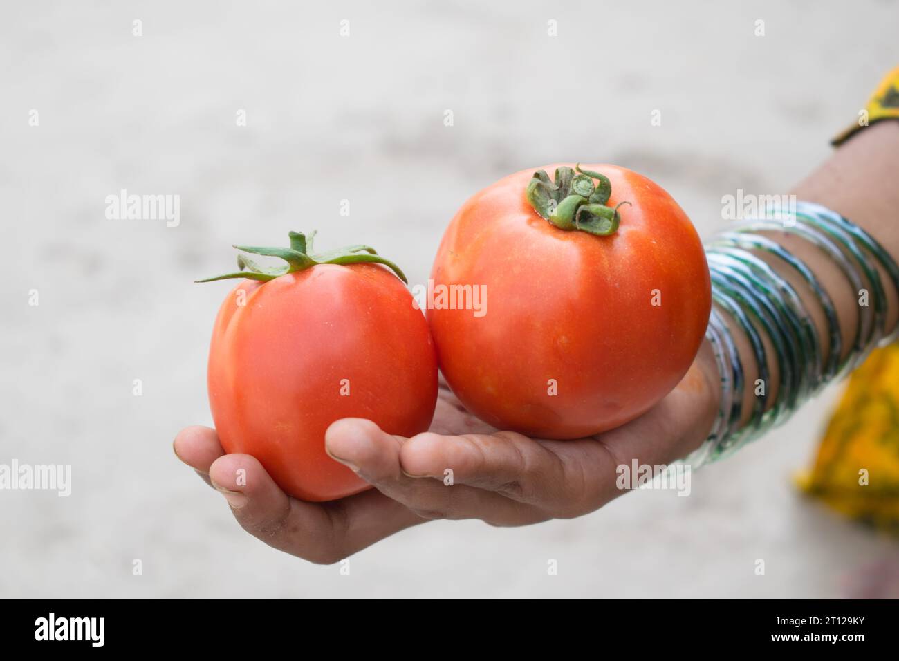 Primo piano del mazzo di pomodori rossi a portata di mano. Tomatoe isolato a portata di mano. Mazzo di pomodori a portata di mano. Pomodori rossi maturi a portata di mano. Coltivazione dei pomodori Foto Stock