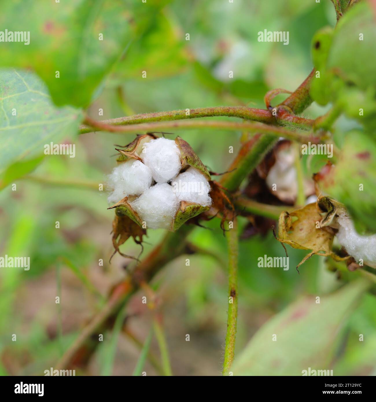 Gossypium Herbaceum da vicino con cialde di semi freschi.boll di cotone appeso alla pianta.con l'attenzione selettiva sul soggetto. Primo piano del fiore di cotone bianco Foto Stock