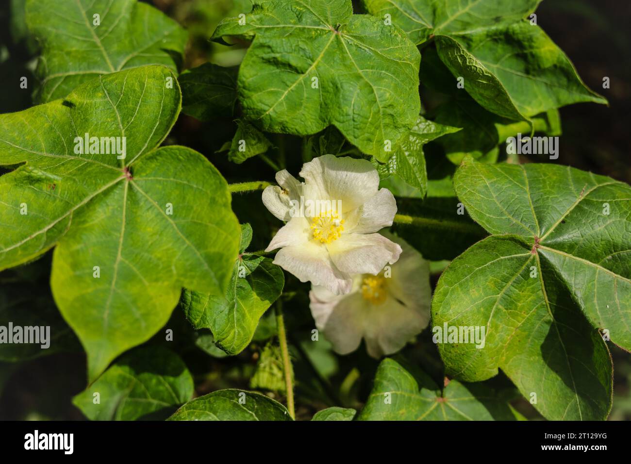 Gossypium Herbaceum da vicino con cialde di semi freschi.boll di cotone appeso alla pianta.con l'attenzione selettiva sul soggetto. Primo piano del fiore di cotone bianco Foto Stock
