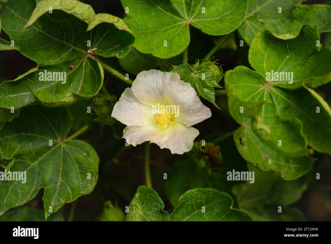 Gossypium Herbaceum da vicino con cialde di semi freschi.boll di cotone appeso alla pianta.con l'attenzione selettiva sul soggetto. Primo piano del fiore di cotone bianco Foto Stock