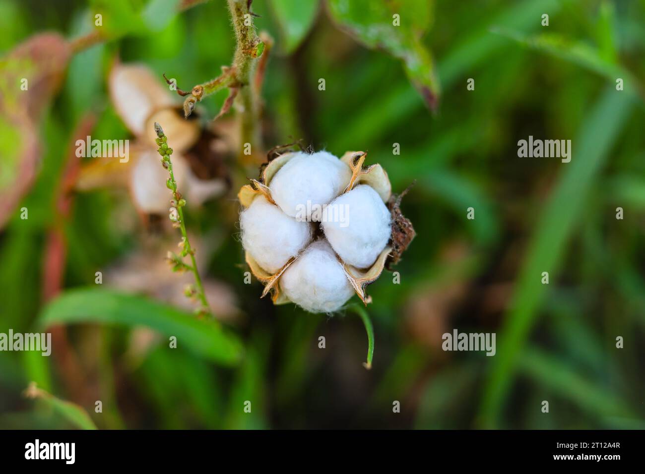 Gossypium Herbaceum da vicino con cialde di semi freschi.boll di cotone appeso alla pianta.con l'attenzione selettiva sul soggetto. Primo piano del fiore di cotone bianco Foto Stock