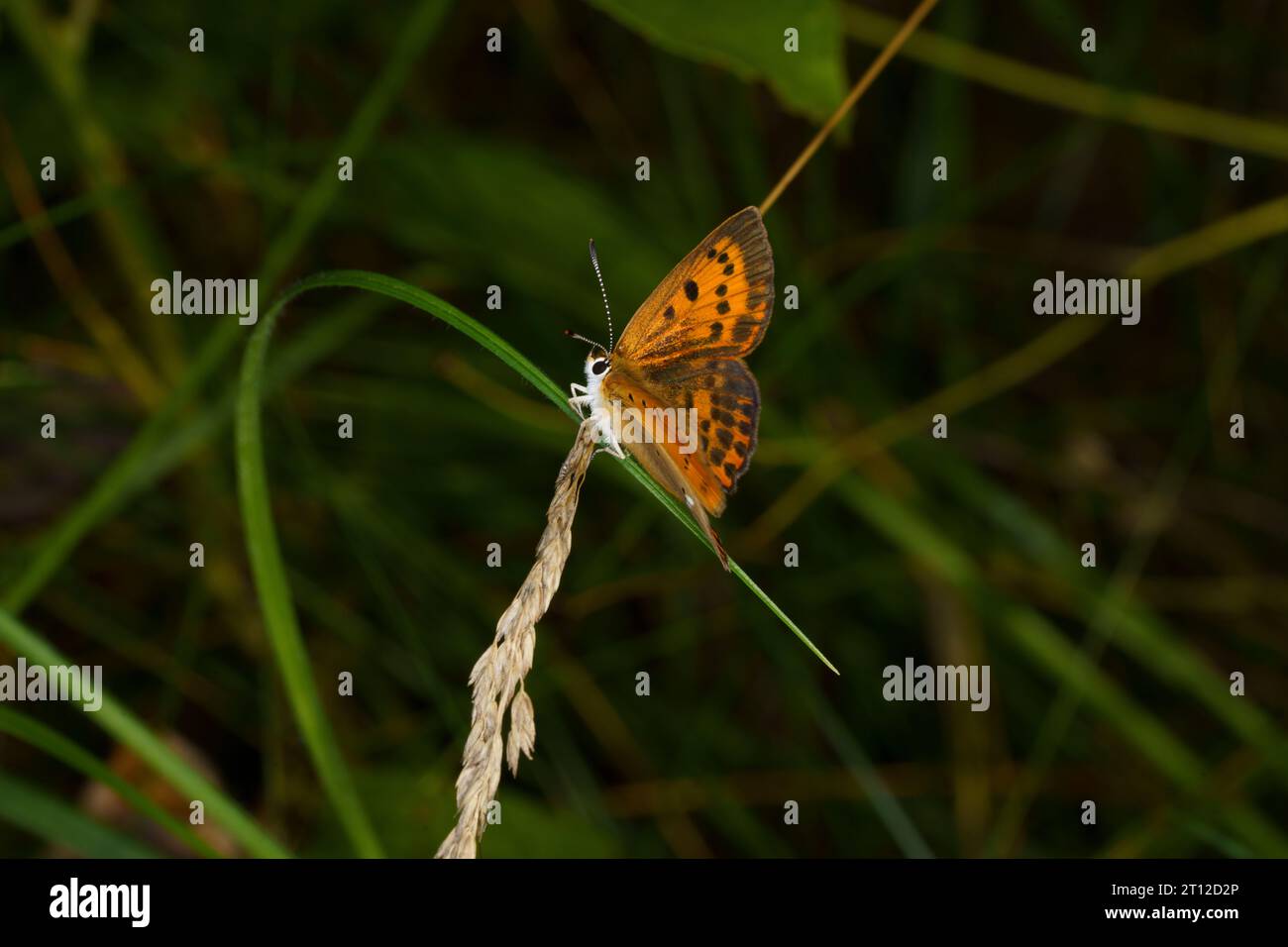 Lycaena virgaureae famiglia Lycaenidae genere Lycaena scarso rame farfalla natura selvaggia fotografia di insetti, foto, carta da parati Foto Stock