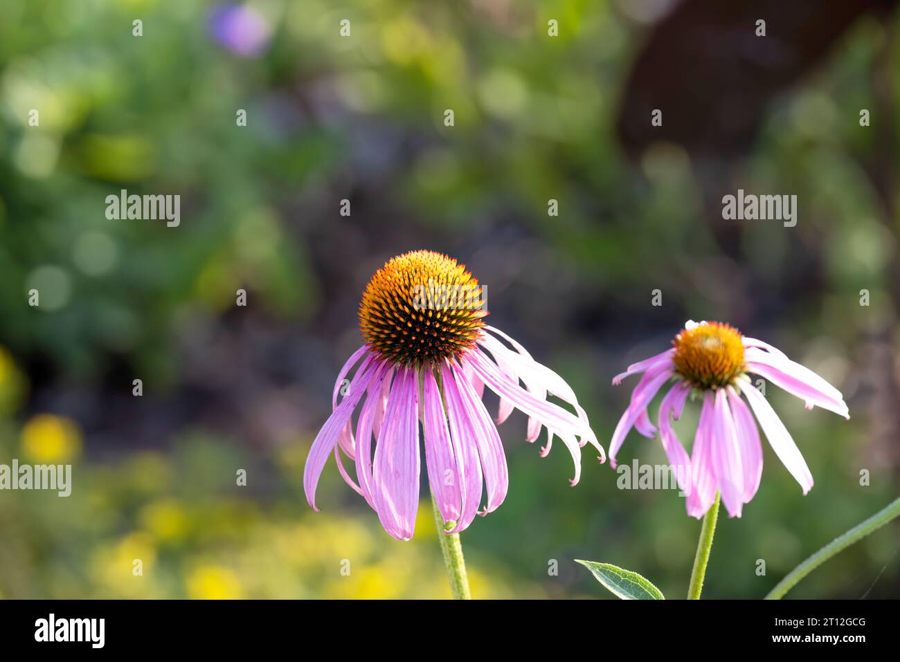 Fiori che sono comunemente chiamati coneflowers (Echinacea). Il coneflower viola pallido, una specie minacciata nel Wisconsin, è una specie nativa Foto Stock